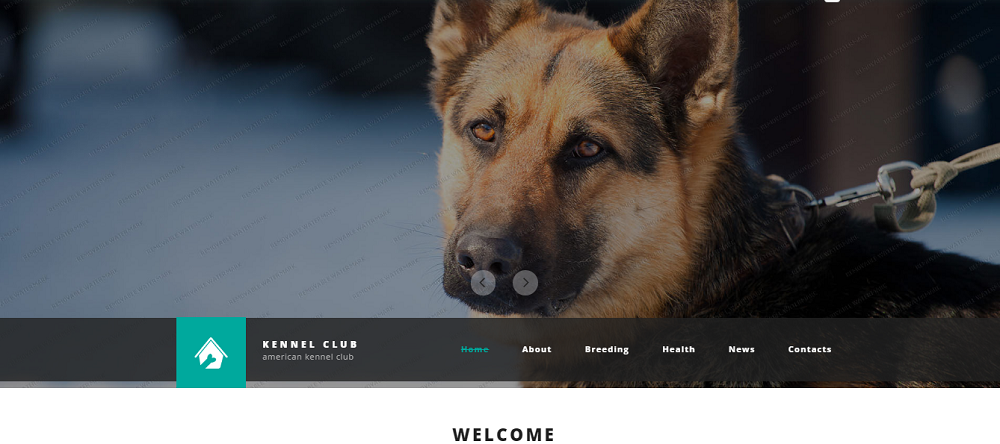 养犬俱乐部网站模板