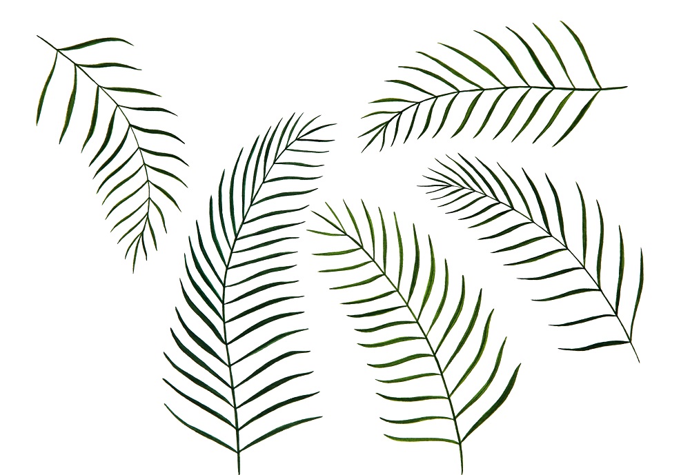 botanical-illustrations-web-design