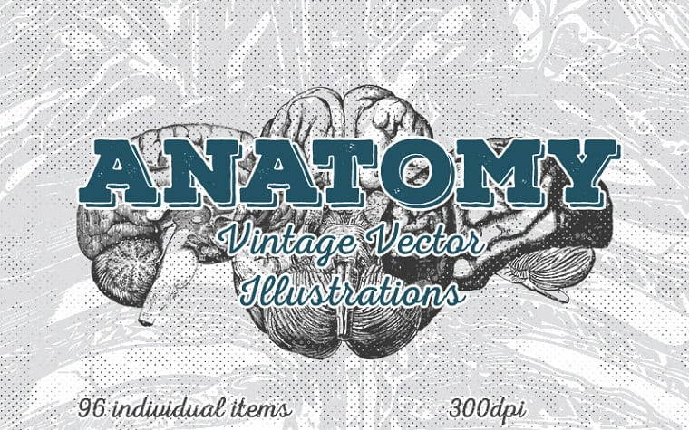 Anatomy Vintage Vector Illustrations [96 Items].