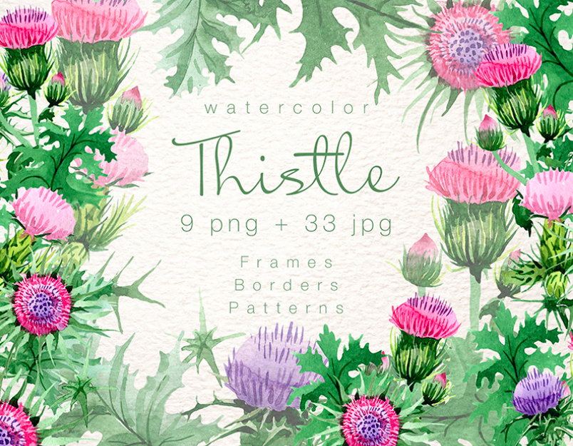 Cool Thistle PNG Watercolor Set Illustration