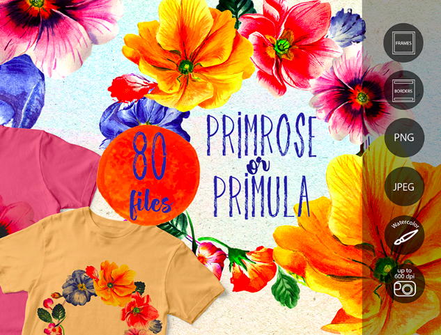 Primrose or Primula Flowers - PNG Watercolor Illustration