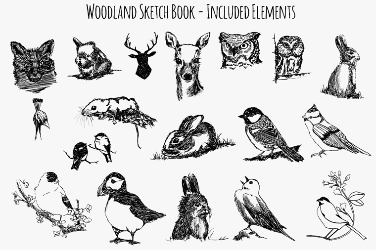 19 Forest Woodland Illustration.