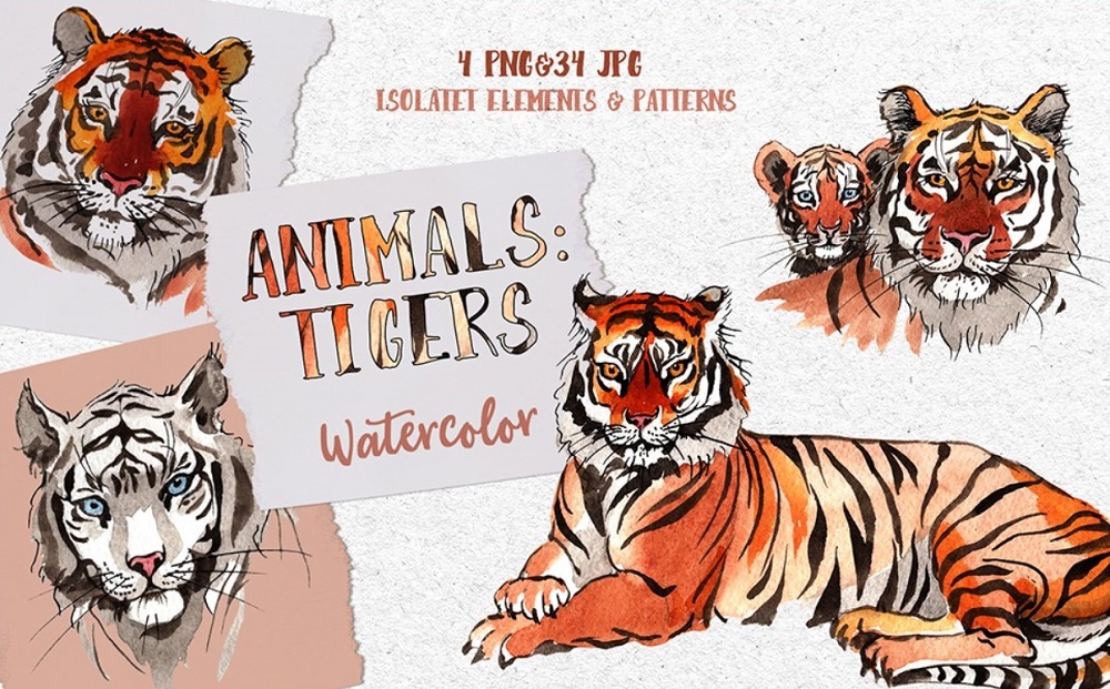 Animals: Tigers Watercolor Png Illustration