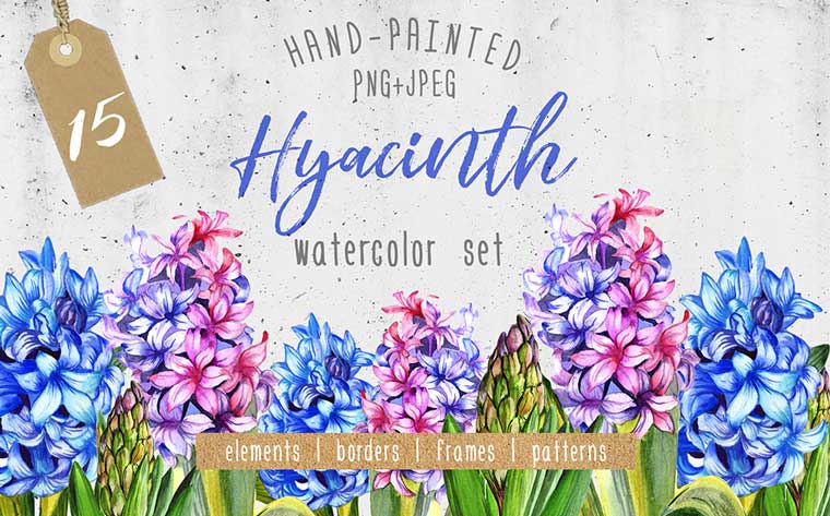 Colorful Hyacinth Png Watercolor Illustrations Bundle.