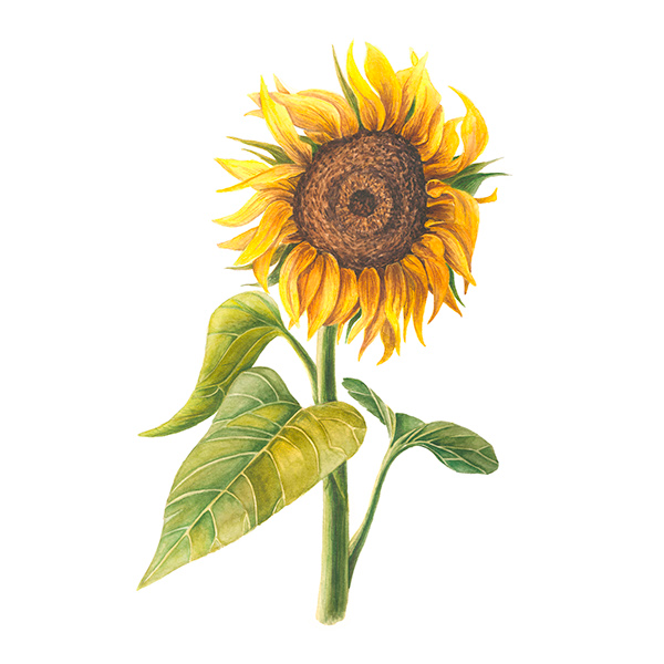 50+ Sunflower Illustration 2020: How to Use Sunflower Illustrations