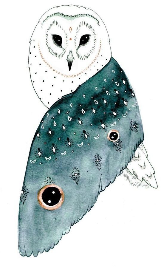 pinterest owl illustration