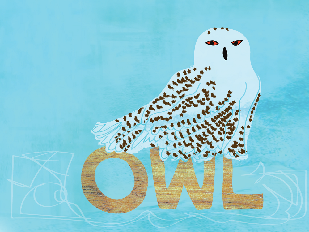 snowy owl illustration