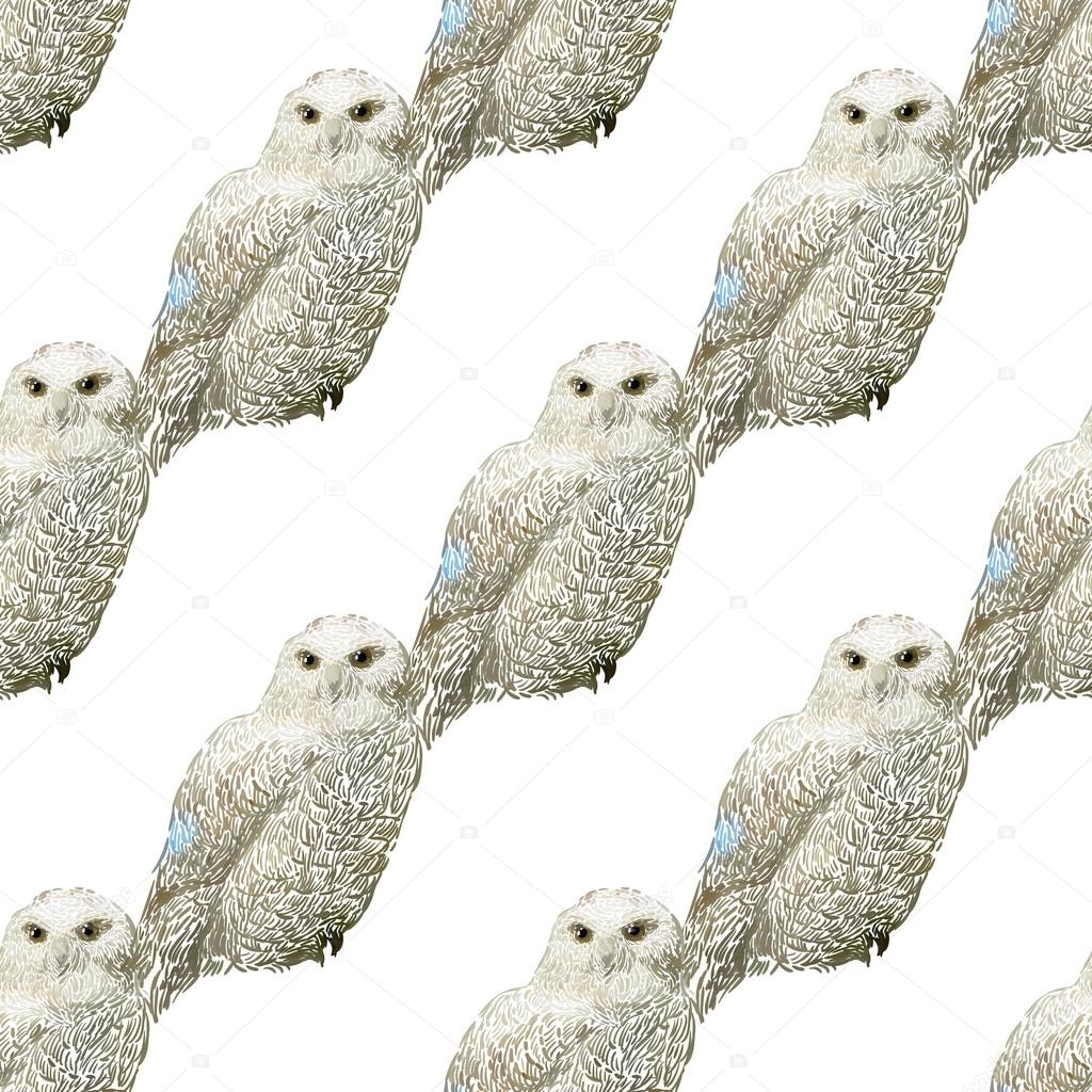 snowy owl illustration