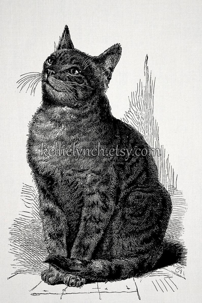 Vintage cat illustration