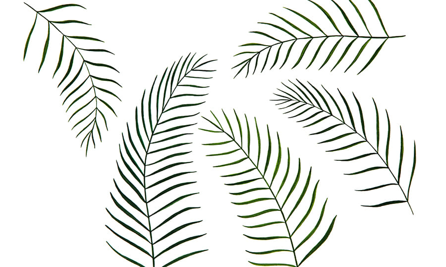 Botanical Illustrations in Web Design.