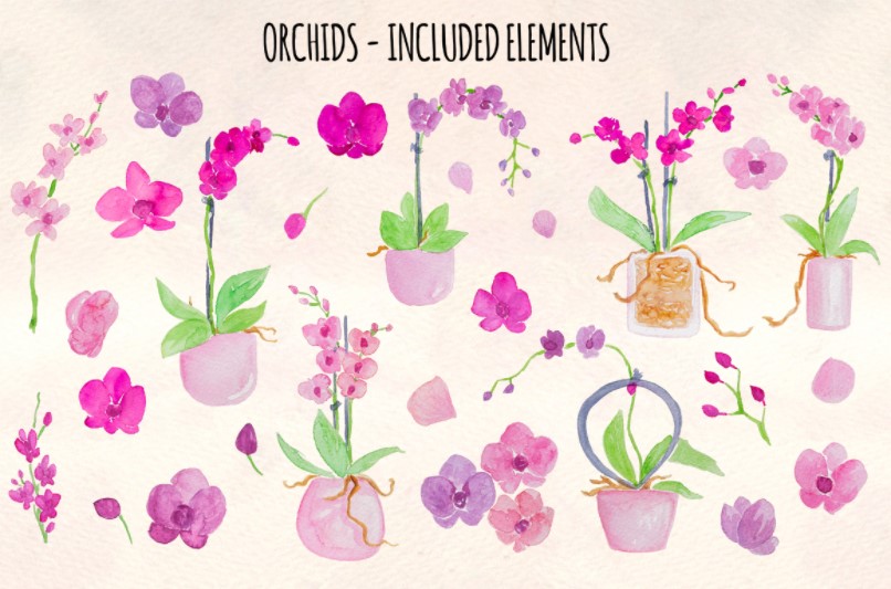 orchids illustrations